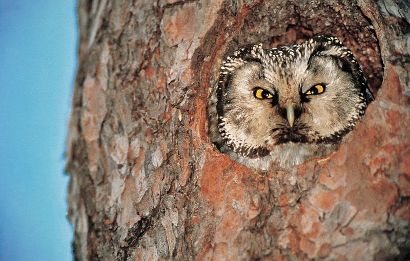 boreal Owl mercantour