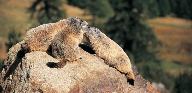 marmotta valle delle meraviglie