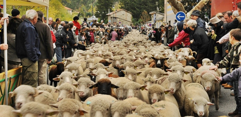 pecore brigasque