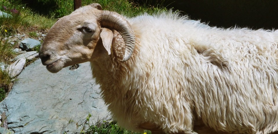 pecore brigue